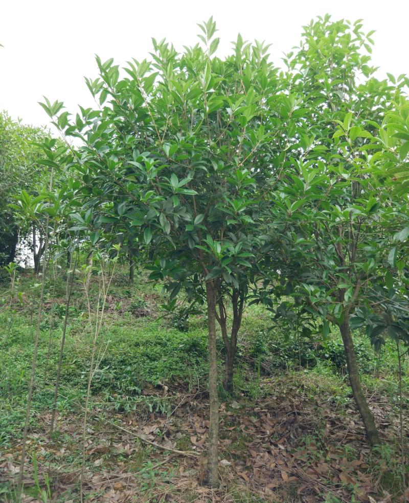丹桂桂花树大树庭院大型室外四季常青园林工程浓香型朱砂桂花