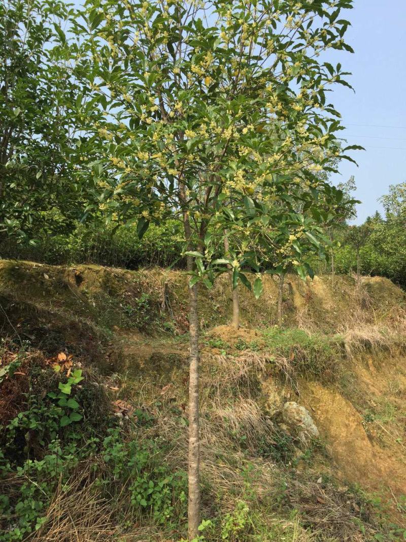 金桂桂花树大树庭院园林绿化工程大型八月桂四季常青浓香型花