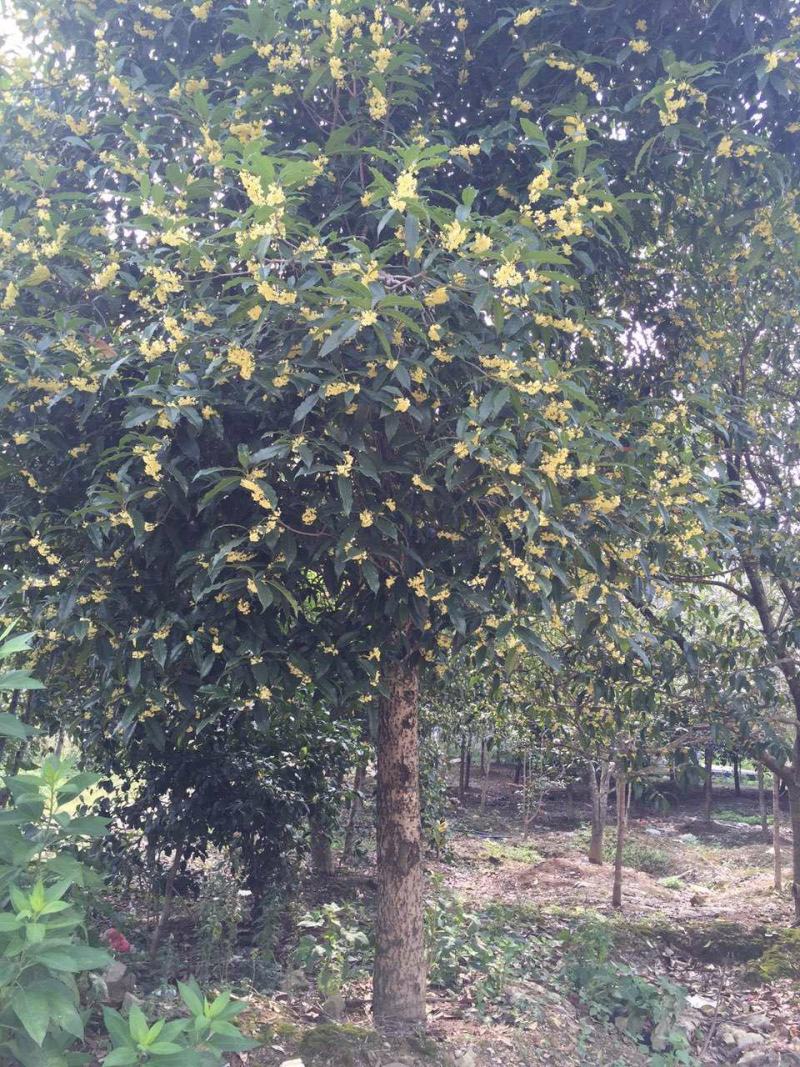 金桂桂花树大树庭院园林绿化工程大型八月桂四季常青浓香型花