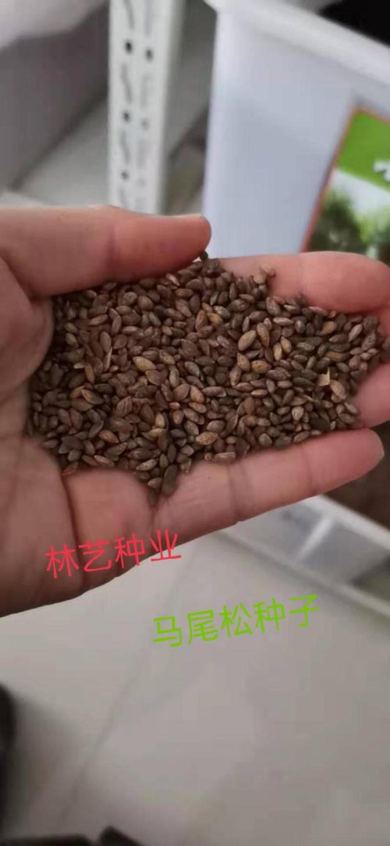 新采马尾松种子松树种子枞树青松种子林木树种马尾松种子