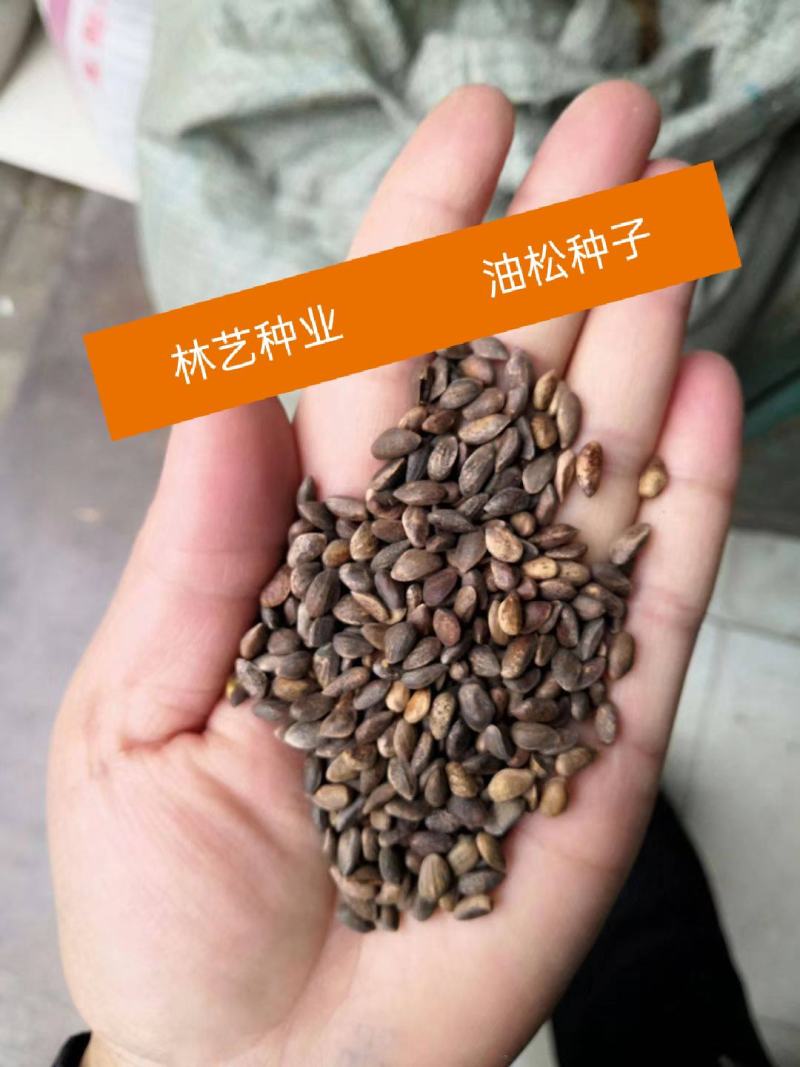 耐寒油松种子