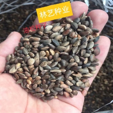 耐寒油松种子