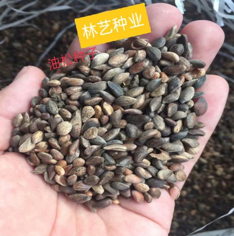 耐寒油松种子