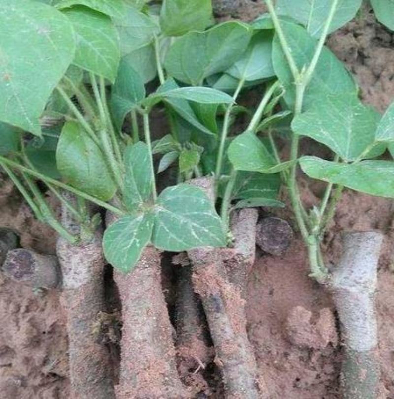 葛根苗藤县粉葛苗高产无渣有芽有根送种植指南