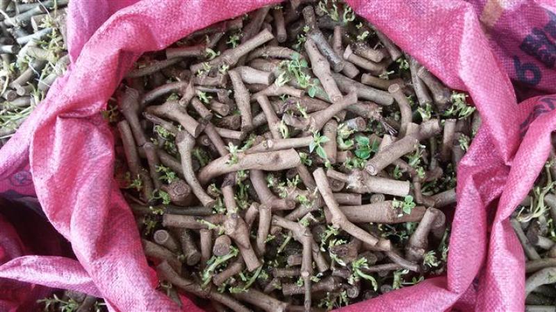 葛根苗藤县粉葛苗高产无渣有芽有根送种植指南