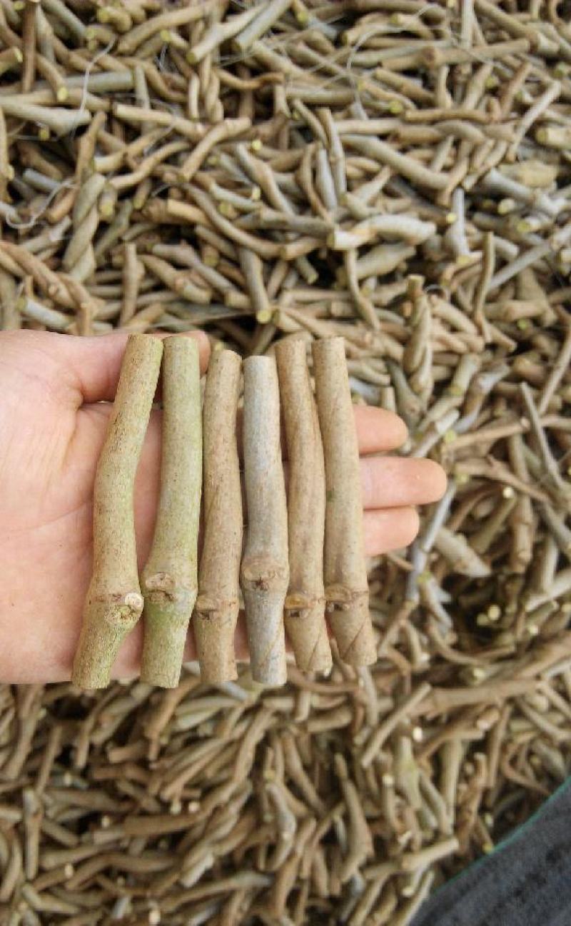 葛根苗藤县粉葛苗高产无渣有芽有根送种植指南