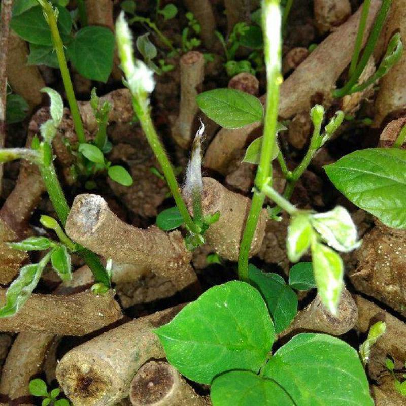 葛根苗藤县粉葛苗高产无渣有芽有根送种植指南