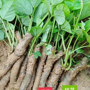 葛根苗藤县粉葛苗高产无渣有芽有根送种植指南