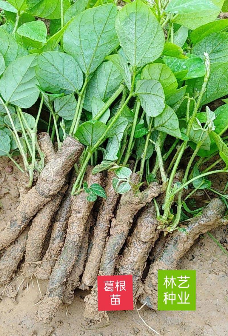 葛根苗藤县粉葛苗高产无渣有芽有根送种植指南