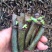 葛根苗藤县粉葛苗高产无渣有芽有根送种植指南