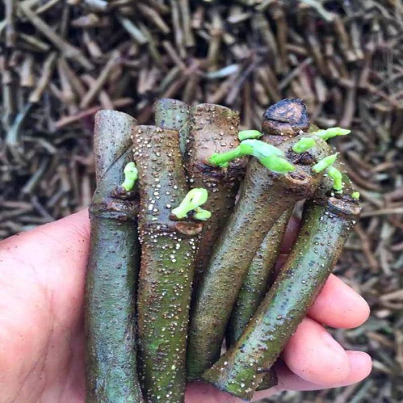 葛根苗藤县粉葛苗高产无渣有芽有根送种植指南