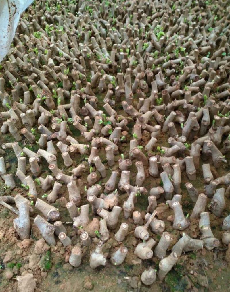 葛根苗藤县粉葛苗高产无渣有芽有根送种植指南