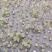 葛根苗藤县粉葛苗高产无渣有芽有根送种植指南