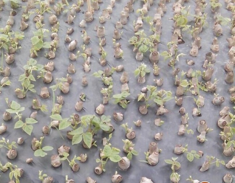 葛根苗藤县粉葛苗高产无渣有芽有根送种植指南
