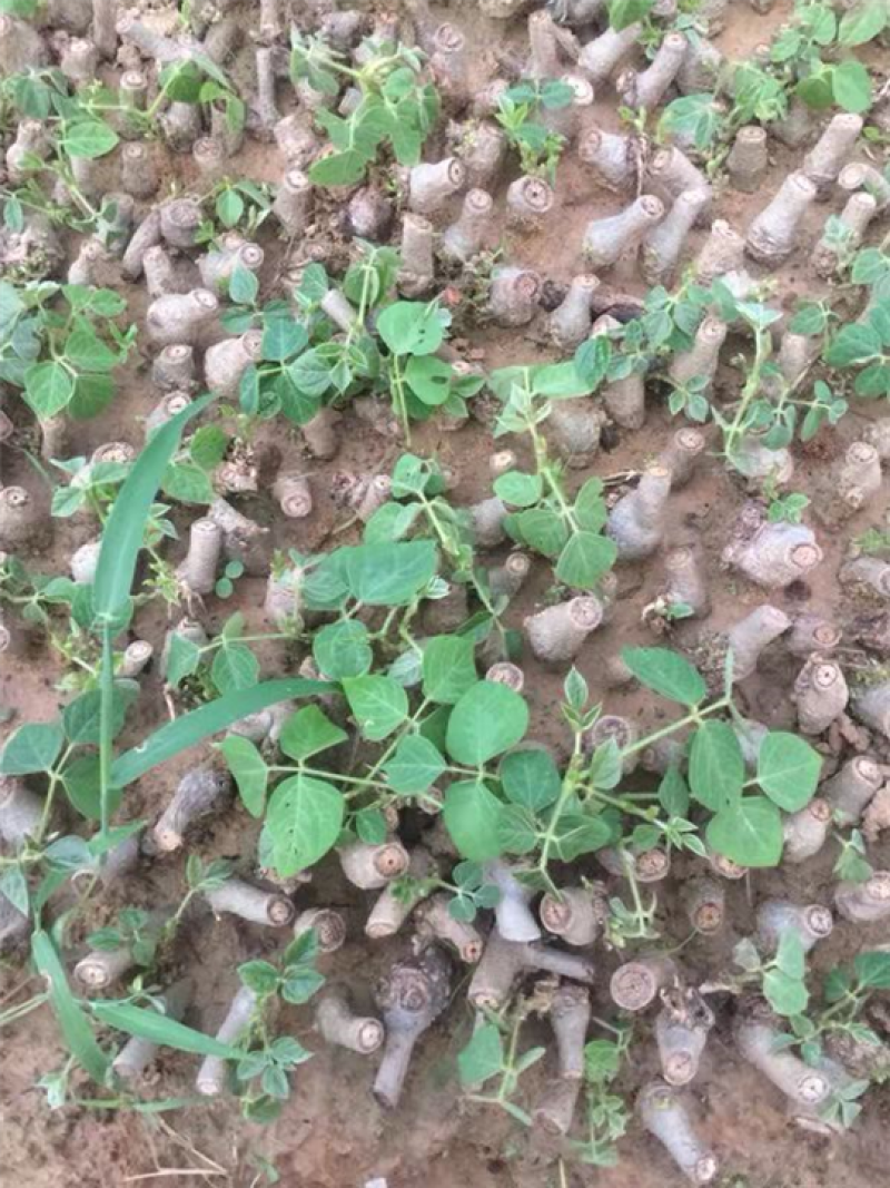 葛根苗藤县粉葛苗高产无渣有芽有根送种植指南