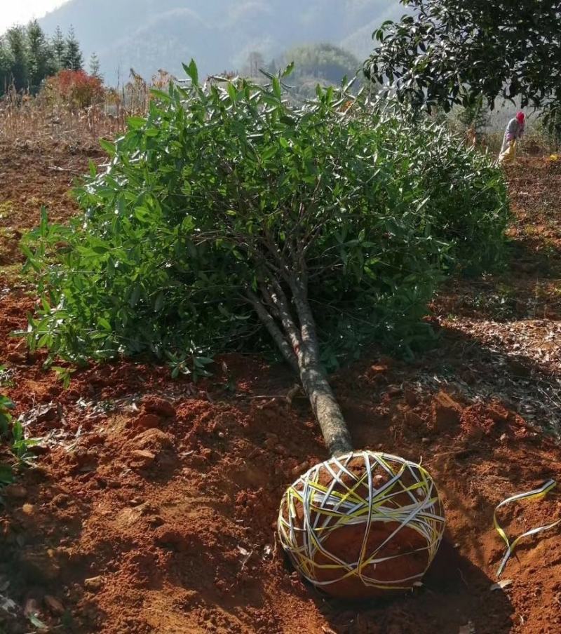 金桂桂花树大树庭院园林绿化工程大型八月桂四季常青浓香型花