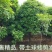 金桂桂花树大树庭院园林绿化工程大型八月桂四季常青浓香型花