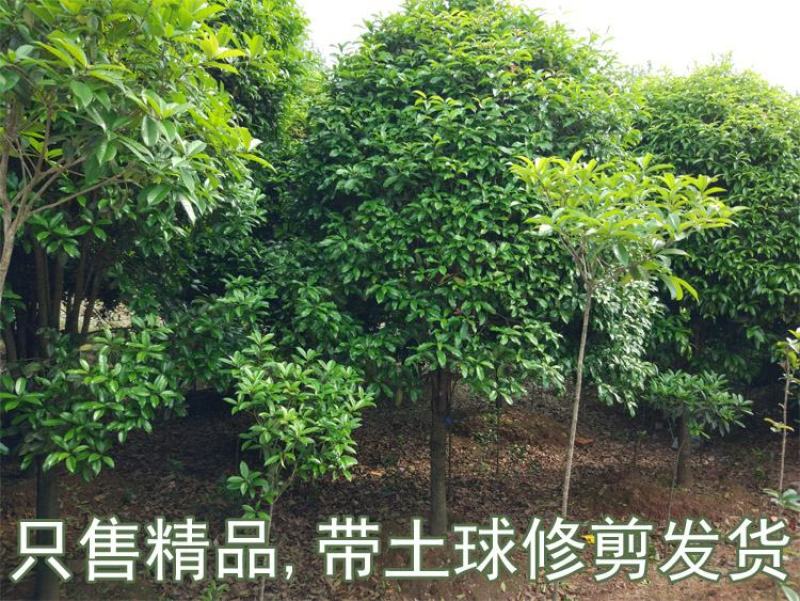 金桂桂花树大树庭院园林绿化工程大型八月桂四季常青浓香型花