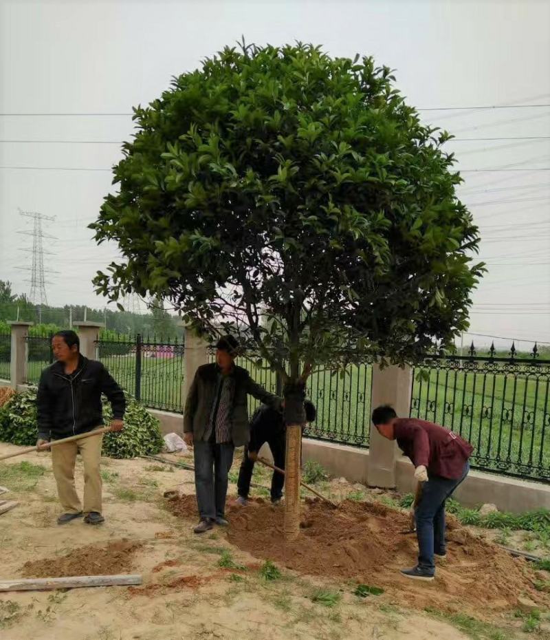 金桂桂花树大树庭院园林绿化工程大型八月桂四季常青浓香型花
