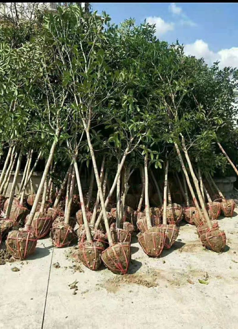 金桂桂花树大树庭院园林绿化工程大型八月桂四季常青浓香型花