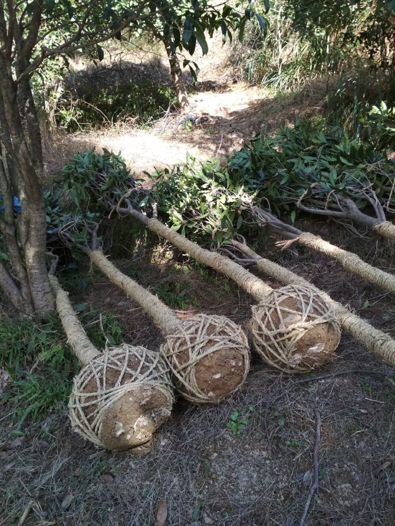 金桂桂花树大树庭院园林绿化工程大型八月桂四季常青浓香型花