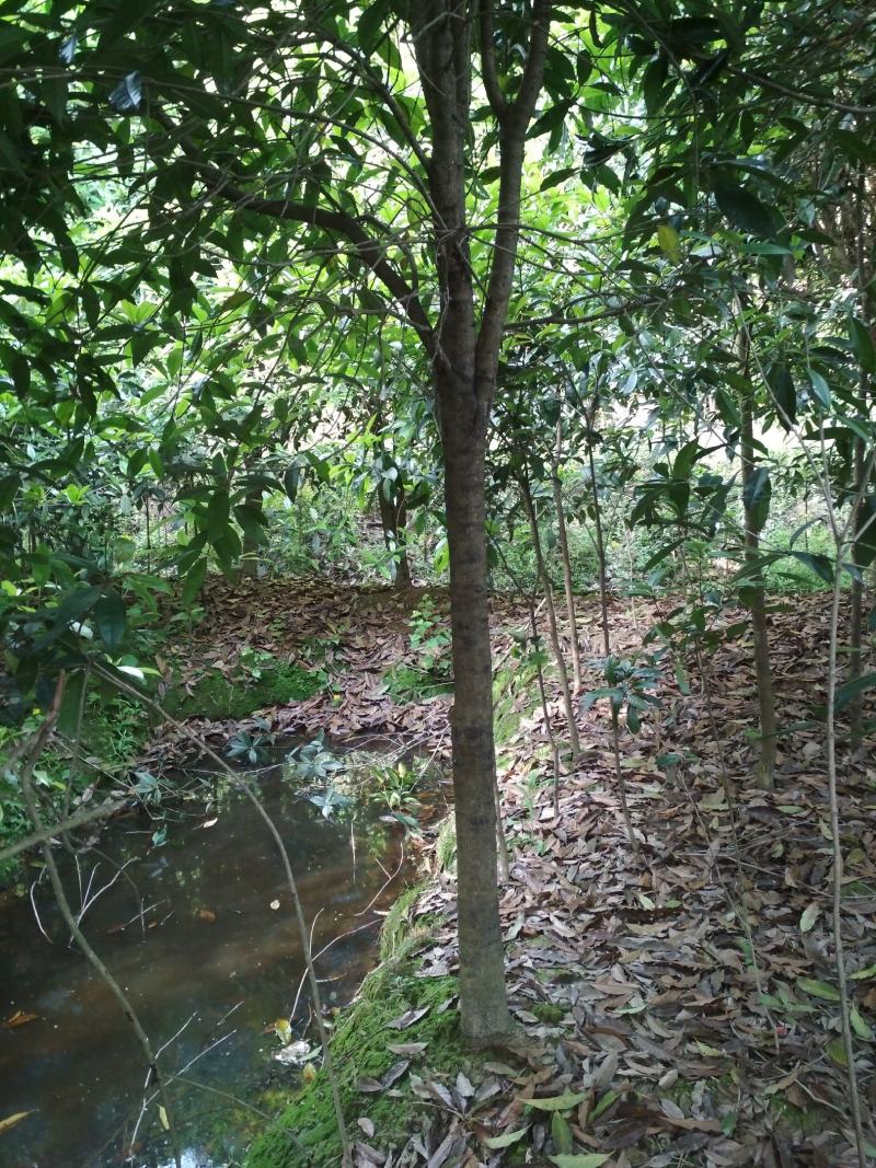 金桂桂花树大树庭院园林绿化工程大型八月桂四季常青浓香型花