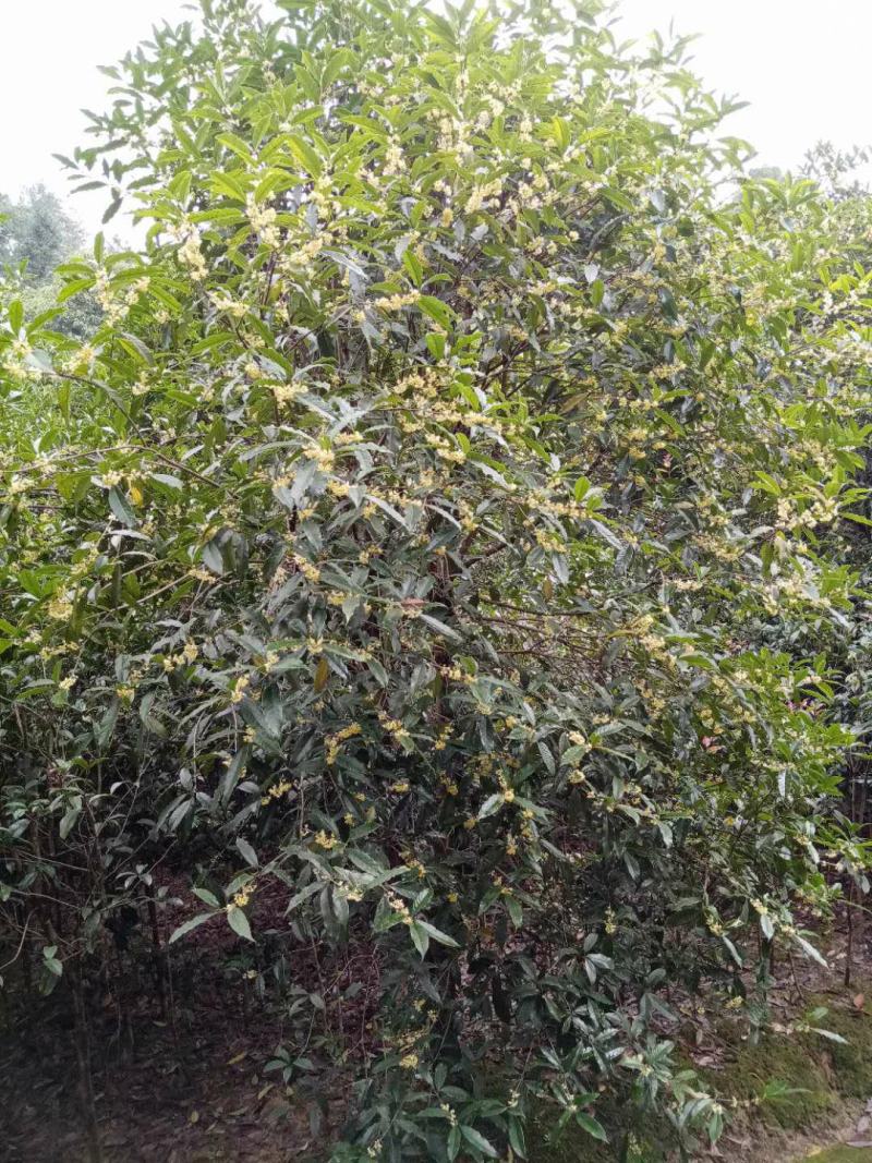 金桂桂花树大树庭院园林绿化工程大型八月桂四季常青浓香型花