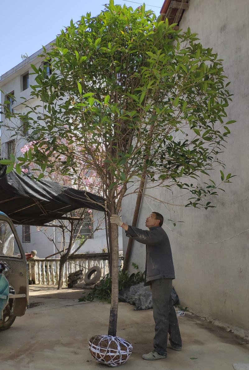 金桂桂花树大树庭院园林绿化工程大型八月桂四季常青浓香型花