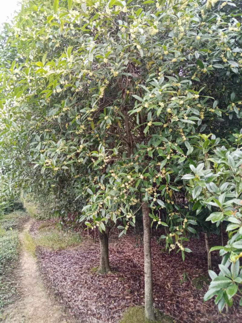 金桂桂花树大树庭院园林绿化工程大型八月桂四季常青浓香型花
