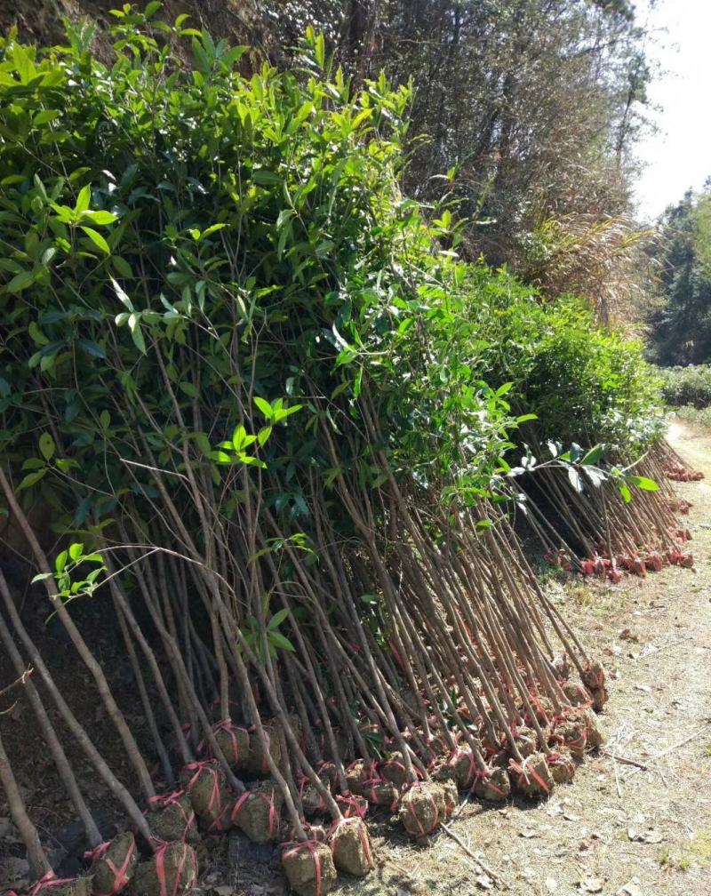 金桂桂花树大树庭院园林绿化工程大型八月桂四季常青浓香型花