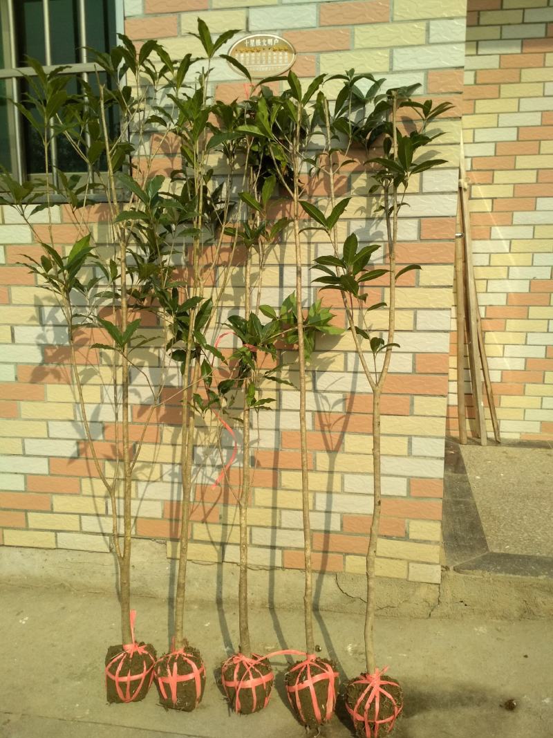 金桂桂花树大树庭院园林绿化工程大型八月桂四季常青浓香型花