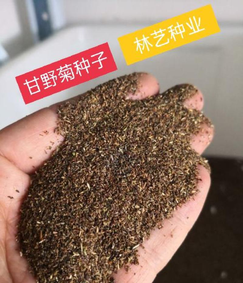 出售散装甘野菊种子新货菊花种子花卉种子四季播花种子包发芽