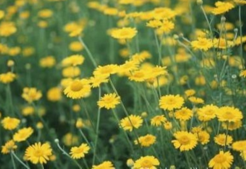 出售散装甘野菊种子新货菊花种子花卉种子四季播花种子包发芽
