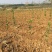 金桂桂花树苗征地庭院绿化工程浓香型八月桂小苗四季常青室外