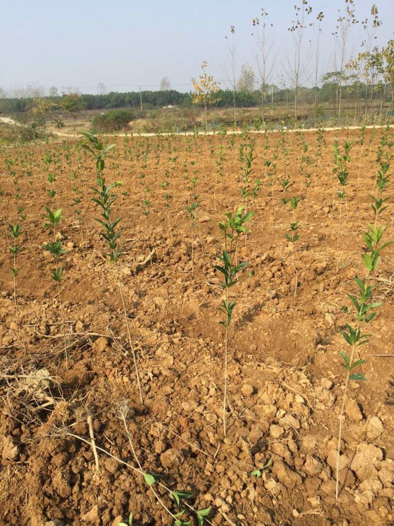 金桂桂花树苗征地庭院绿化工程浓香型八月桂小苗四季常青室外