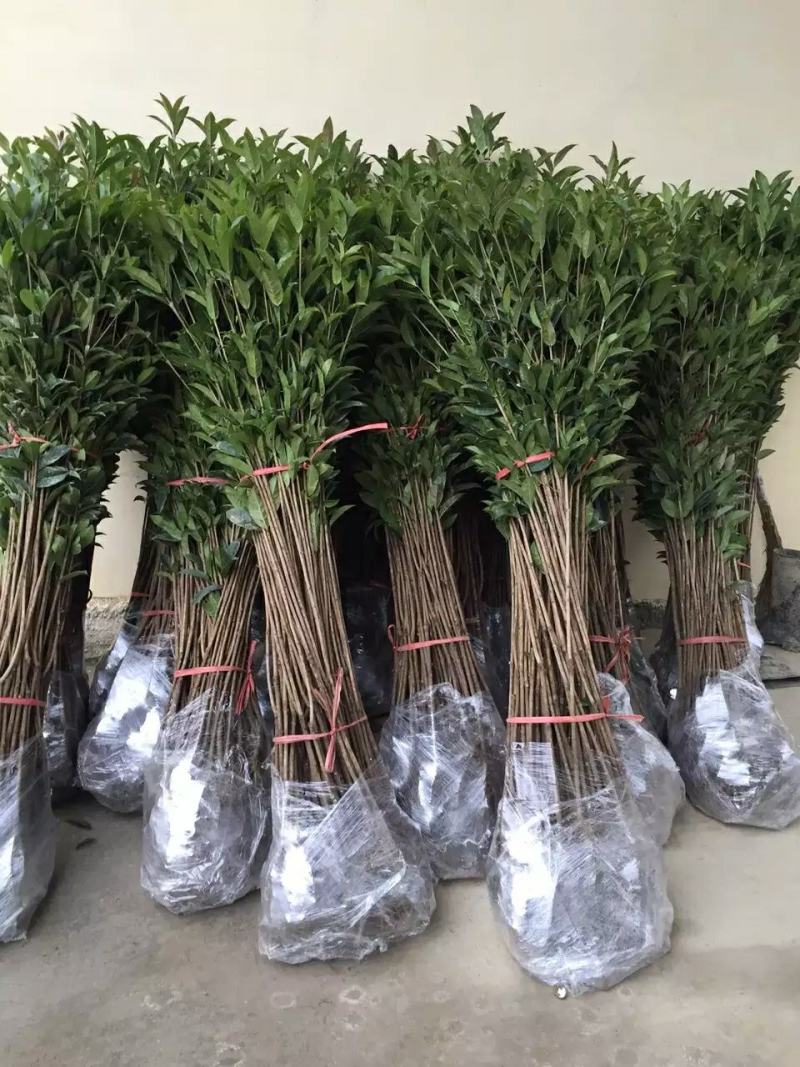 金桂桂花树苗征地庭院绿化工程浓香型八月桂小苗四季常青室外