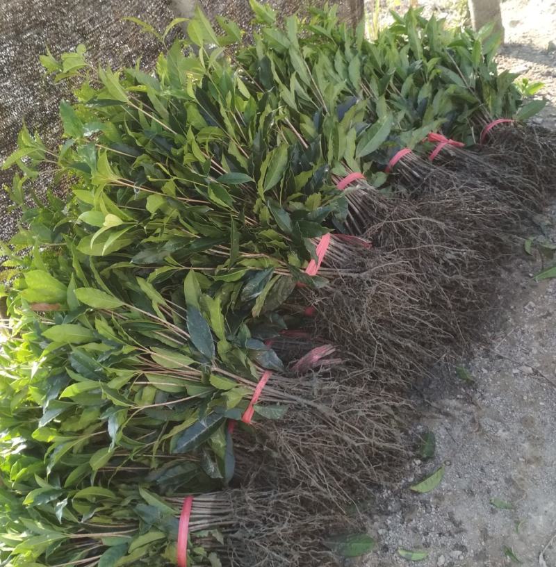 金桂桂花树苗征地庭院绿化工程浓香型八月桂小苗四季常青室外