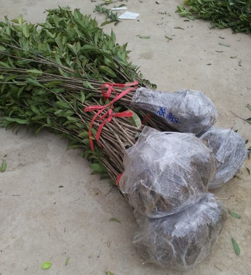 金桂桂花树苗征地庭院绿化工程浓香型八月桂小苗四季常青室外
