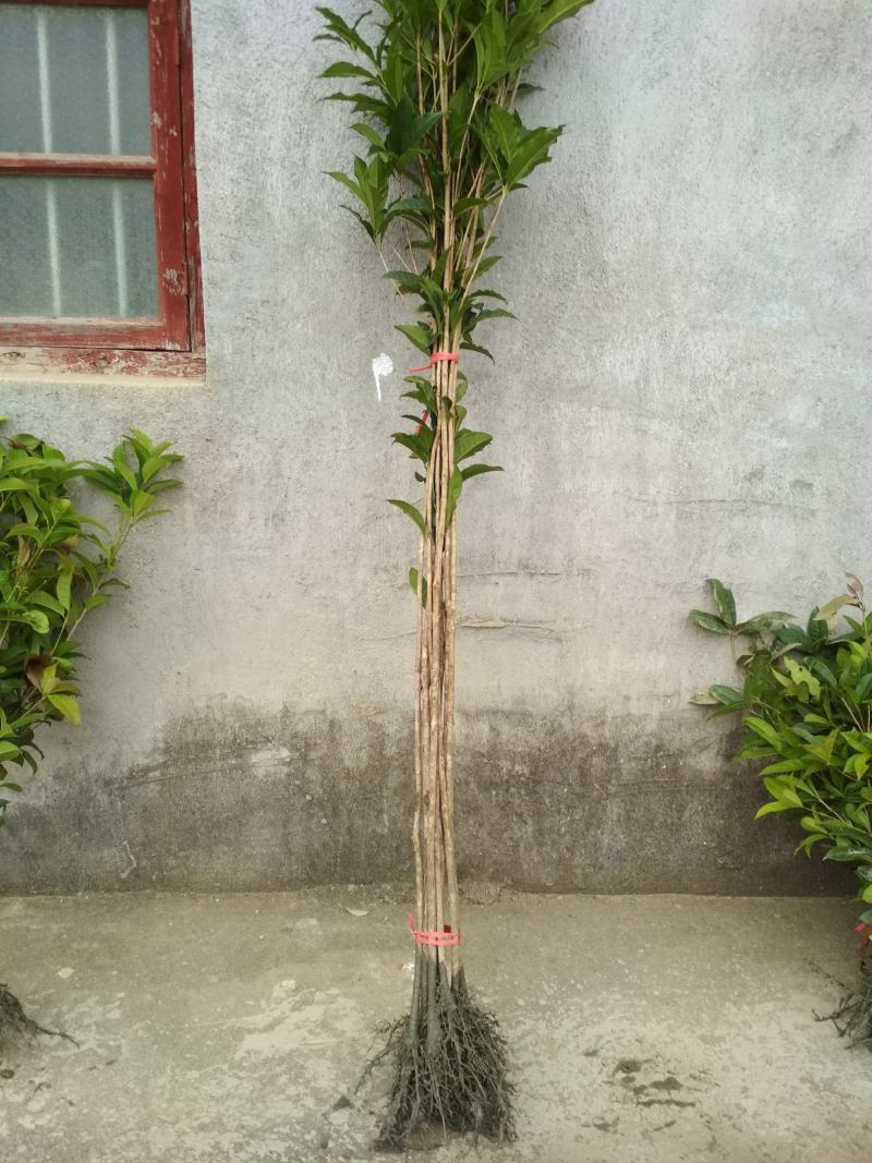 金桂桂花树苗征地庭院绿化工程浓香型八月桂小苗四季常青室外