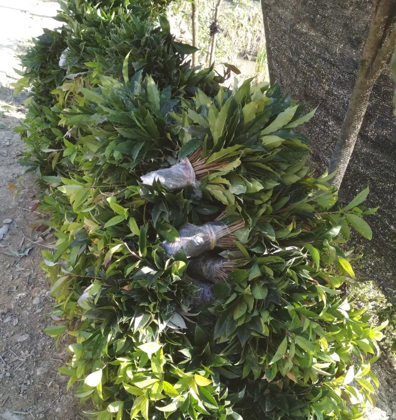 金桂桂花树苗征地庭院绿化工程浓香型八月桂小苗四季常青室外