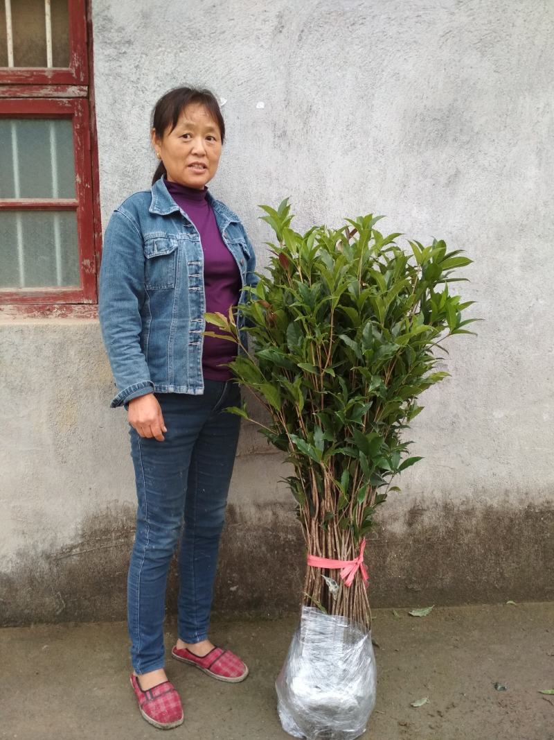 金桂桂花树苗征地庭院绿化工程浓香型八月桂小苗四季常青室外