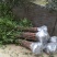金桂桂花树苗征地庭院绿化工程浓香型八月桂小苗四季常青室外