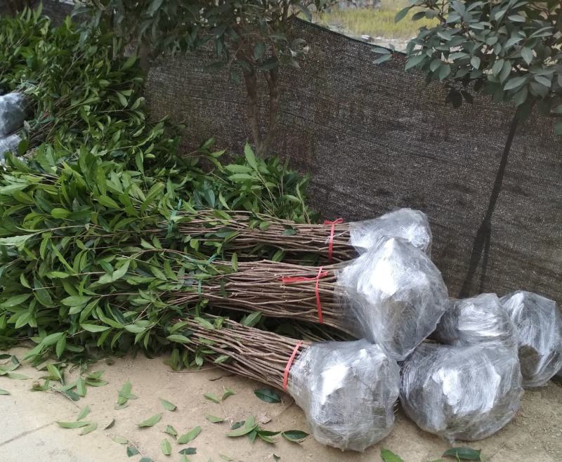 金桂桂花树苗征地庭院绿化工程浓香型八月桂小苗四季常青室外