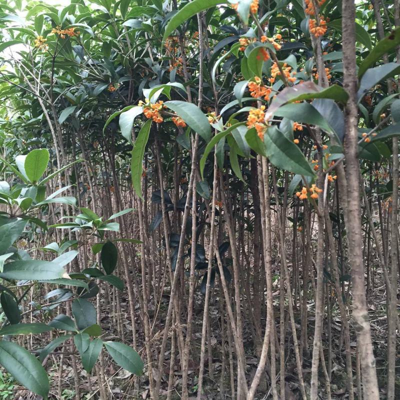 丹桂桂花树苗花园绿化四季常青小苗室外庭院花坛布景占地用苗