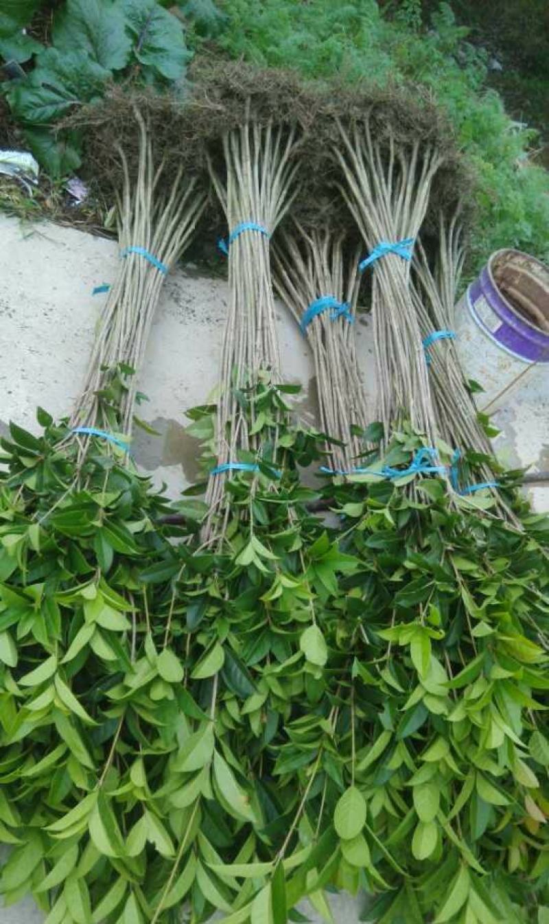 丹桂桂花树苗花园绿化四季常青小苗室外庭院花坛布景占地用苗