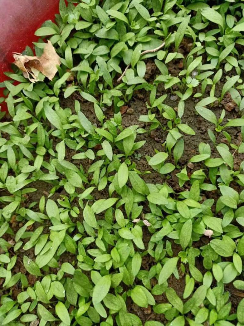 防风种籽新产中药材防风种植种子散装优质关防风种苗春季秋季