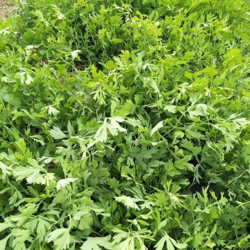 防风种籽新产中药材防风种植种子散装优质关防风种苗春季秋季