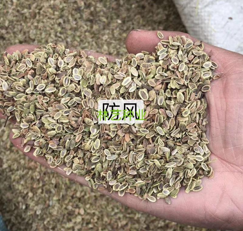 防风种籽新产中药材防风种植种子散装优质关防风种苗春季秋季