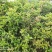 丹桂桂花树苗花园绿化四季常青小苗室外庭院花坛布景占地用苗
