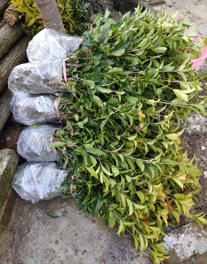 丹桂桂花树苗花园绿化四季常青小苗室外庭院花坛布景占地用苗
